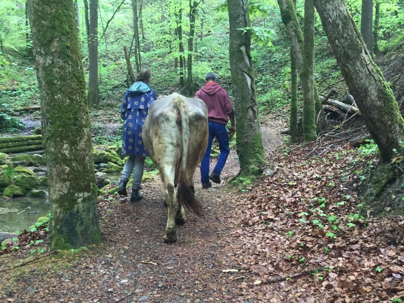 Kuhspaziergang